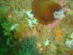 Polycera capensis