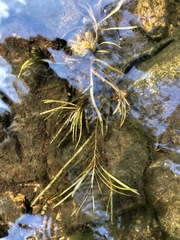 Potamogeton epihydrus