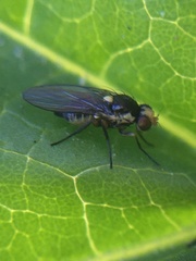 Liriomyza huidobrensis