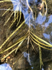 Potamogeton epihydrus