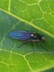 Liriomyza huidobrensis