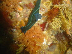 Tambja capensis