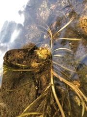 Potamogeton epihydrus