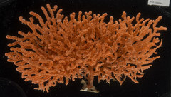 Calcigorgia spiculifera