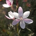 Hesperantha falcata - Photo (c) Mashudu,  זכויות יוצרים חלקיות (CC BY-NC), הועלה על ידי Mashudu
