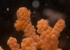 Calcigorgia spiculifera