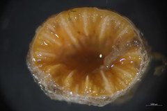 Balanophyllia elegans image