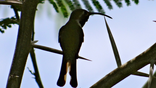 Mexican Sheartail