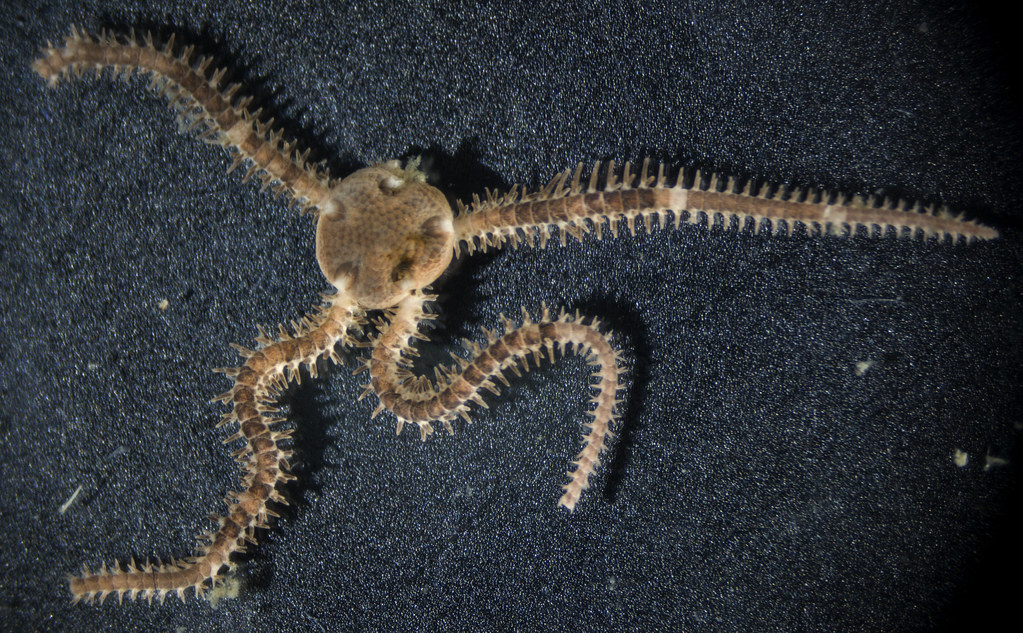 Black-and-white Brittle Star