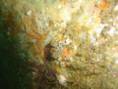 Thecacera pennigera
