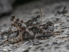 Buckellacris chilcotinae