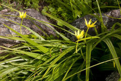 Empodium veratrifolium
