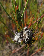 Serruria deluvialis