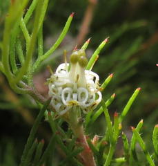 Serruria inconspicua