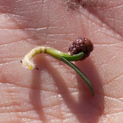 Brunsvigia bosmaniae