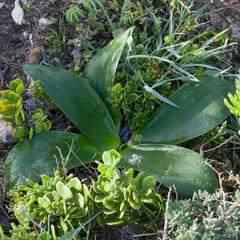 Brunsvigia bosmaniae
