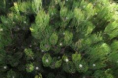 Serruria inconspicua