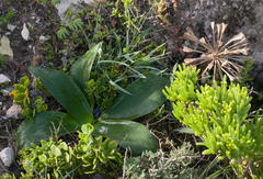 Brunsvigia bosmaniae