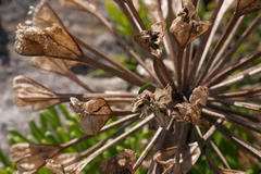 Brunsvigia bosmaniae
