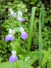 Collinsia multicolor