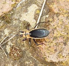 Ectrichodia crux