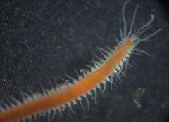 Epigamia noroi