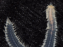 Pterocirrus
