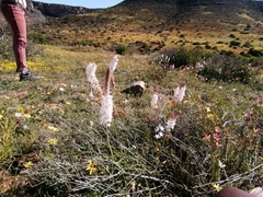 Bulbinella cauda-felis
