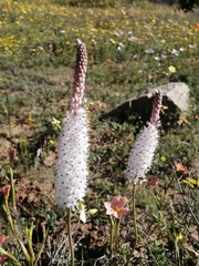 Bulbinella cauda-felis