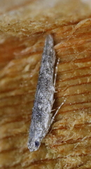 Batrachedra praeangusta