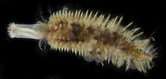 Harmothoe extenuata