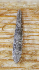 Batrachedra praeangusta