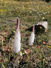 Bulbinella cauda-felis