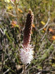Bulbinella cauda-felis