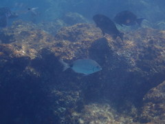 Diplodus bermudensis