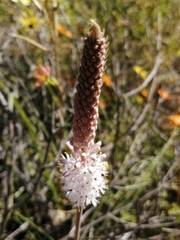 Bulbinella cauda-felis