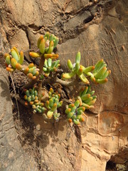 Sedum corynephyllum