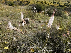 Bulbinella cauda-felis