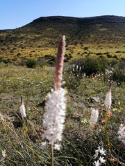 Bulbinella cauda-felis