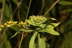 Rhopalomyia capitata