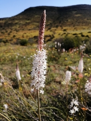 Bulbinella cauda-felis