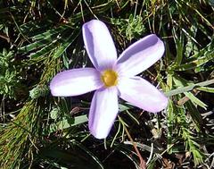 Oxalis polyphylla polyphylla