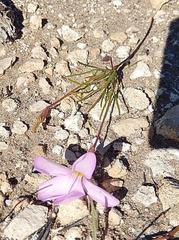 Oxalis polyphylla polyphylla