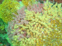 Melithaea rubra