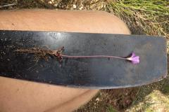 Oxalis imbricata violacea