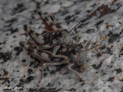 Buckellacris chilcotinae