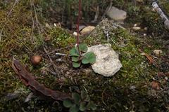 Oxalis imbricata violacea