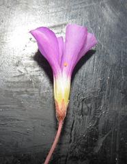 Oxalis imbricata violacea