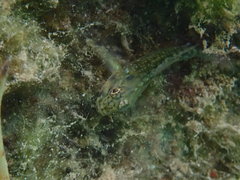 Coryphopterus glaucofraenum