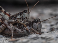 Buckellacris chilcotinae